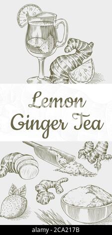 Ginger tea poster. Chopped rhizome or root, Fresh plant, Bag and tea in glass cup. Vector Engraved hand drawn sketch. Pieces of ingredient set. Detox Stock Vector