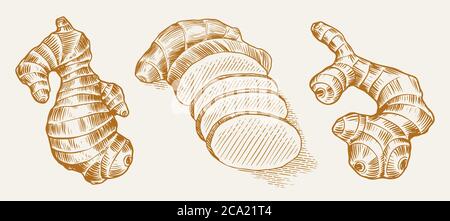 Ginger root, Chopped rhizome, Fresh plant. Vector Engraved hand drawn sketch. Pieces of ingredient set. Detox spice.  Stock Vector