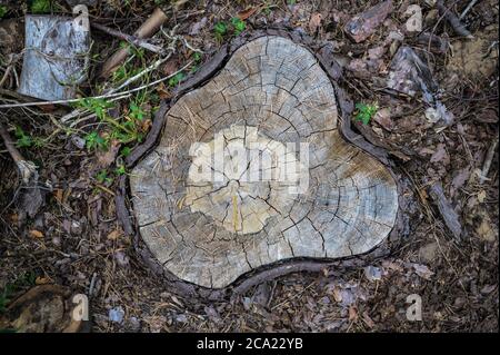 Mainz, Germany. 03rd Aug, 2020. A tree stump can be seen on a clearing area in the Lennebergwald nature reserve. At present, trees damaged by the drought have to be felled in the nature reserve. According to the Ministry of the Environment, the continuing drought is seriously damaging the forest in Rhineland-Palatinate. About two million trees have already had to be cut down this year, about twice as many as in the same period last year. (to dpa 'Drought affects forests - two million trees have had to be cut down') Credit: Andreas Arnold/dpa/Alamy Live News Stock Photo