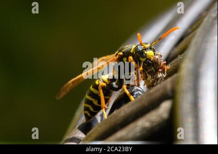 a wasp carrying parts of another insect for food Stock Photo - Alamy