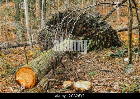 A Large Fallen Tree That's Been Cut in Half With Its Roots Pulled Up Stock Photo