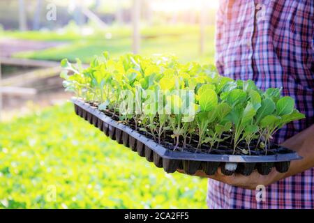 Gardeners carrying organic vegetable trays for planting. Stock Photo