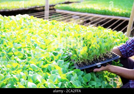 Gardeners carrying organic vegetable trays for planting in green house. Stock Photo