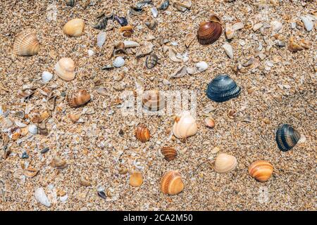 Small seashells on ocean coast background Stock Photo