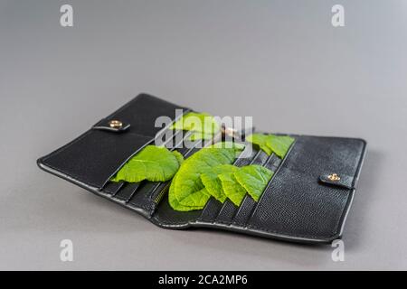 Conceptual image of a wallet stuffed with fresh green leaves on gray background Stock Photo