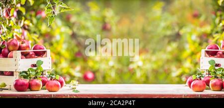 Fresh ripe red apples in wooden crate on garden table Stock Photo