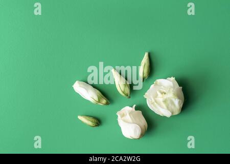 Flower blossoms arranged as ornament on darker background. White roses composition on rough green painted surface. Blossoms of flowers flat lay. Flora Stock Photo