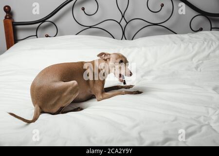 greyhound bed size