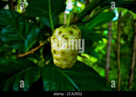 Noni Fruit or Morinda citrifolia (Great Morinda) grows in shady forests, as well as on open rocky or sandy shores. Noni fruit has a pungent odour when Stock Photo