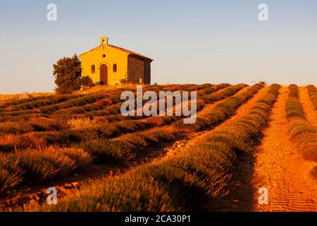 chapel with lavender field, Plateau de Valensole, Provence, France.