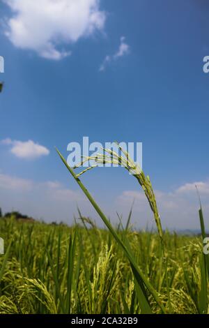 rice wallpaper is isolated blue sky which is slightly cloudy Stock Photo