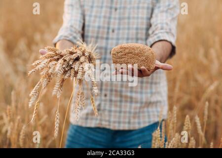 Man farmer holds sheaf of wheat ears and bread in cereal field background at sunset. Farming and agricultural harvesting, Stock Photo