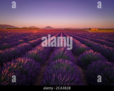 The lavender fields of Valensole Provence in France - travel photography.
