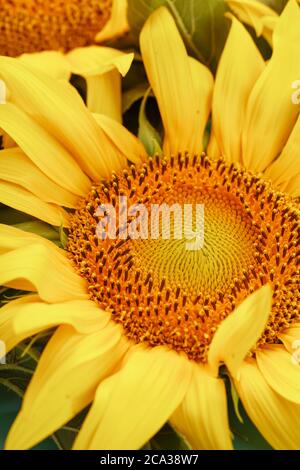 Sunflower flower on a white background, top view. Isolate. Stock Photo