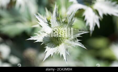 Close up of Eryngium giganteum, common name Miss Willmott's ghost. Flowering plant in the Apiaceae family. Stock Photo