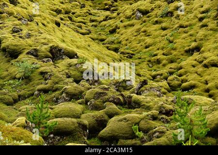 Eldhraun lava field covered with moss, South Iceland Stock Photo