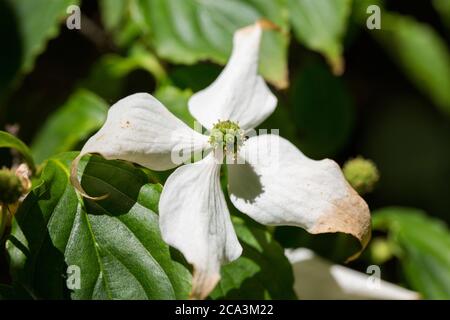 Close up of Comus kousa. Four white bracts - in the middle a round cluster of tiny blossoms. Stock Photo