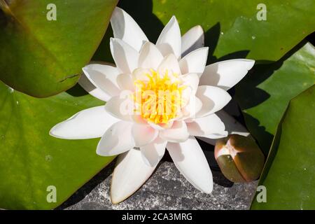 Close up of a water lily with white petals and yellow flower pistils. Latin name Nymphaea hybride Marliacea Rosea. Stock Photo