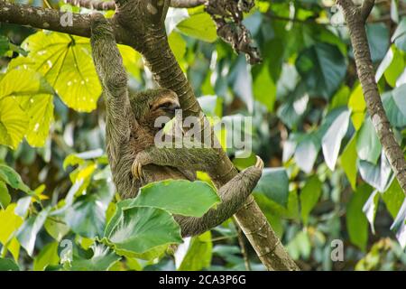 Pale-throated Sloth, Bradypus tridactylus, Three-toed Sloth, Tropical Rainforest, Marino Ballena National Park, Uvita de Osa, Costa Rica, America Stock Photo