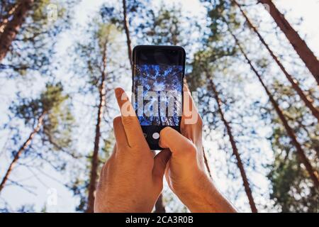 Man takes pictures of pine trees in the woods . View from low to high angle. Stock Photo