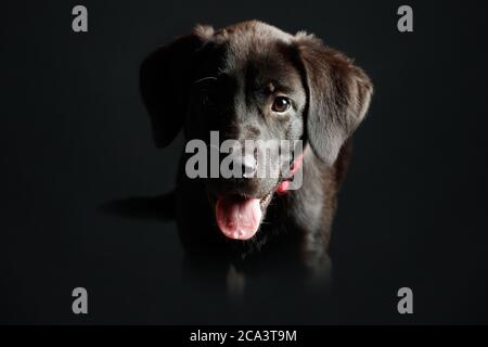 Labrador puppy in studio lighting and dark background with red collar