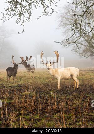 Fallow deer at Charlecote Park Stock Photo