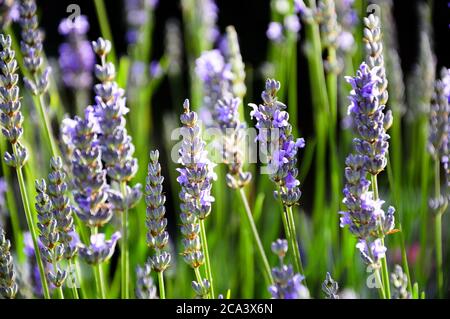 Portland. 4th August 2020. UK Weather. Early morning sunshine colours the lavender growing in a Fortuneswell garden. Credit: stuart fretwell/Alamy Live News Stock Photo