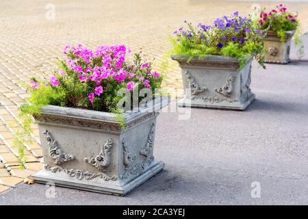 a stone pot with plants and blooming petunias on an asphalt road near the pedestrian pavement paved with stone tiles. Stock Photo