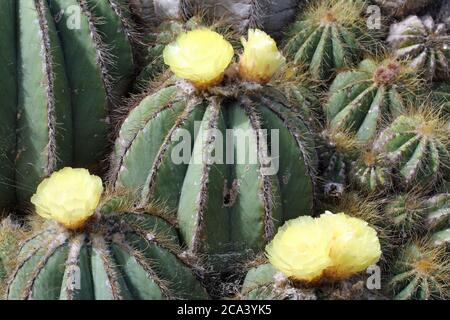 Kaktus parodia magnifica Stock Photo