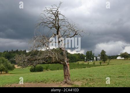 Dry tree in the green meadow with forest and houses in background during overcast dark heavy rainy clouds in summer time. Stock Photo