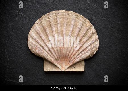 An example of the shell of a king scallop, Pecten maximus, photographed on a dark slate background. Dorset England UK GB Stock Photo