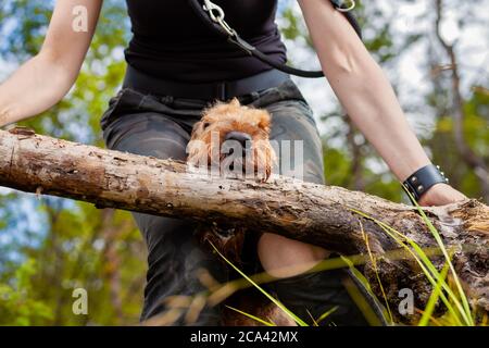 Owner playing with her dog in forest - Airedale terrier Stock Photo