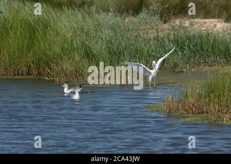 Cattle Egret, Bubulcus ibis, Western Cattle Egret, landing with wings spread beside water in field of Halsey’s Farm, Pagham Harbour, West Sussex, UK, Stock Photo