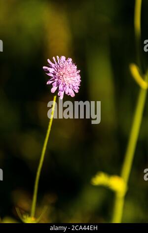 Field scabious - Knautia arvensis. Rose Cottage Garden. Stock Photo