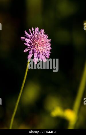 Field scabious - Knautia arvensis. Rose Cottage Garden. Stock Photo