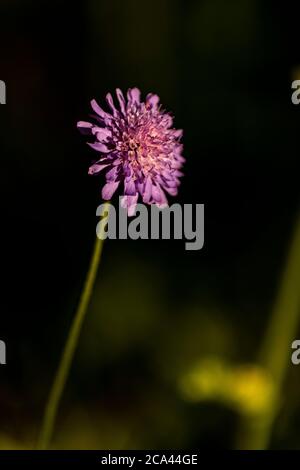 Field scabious - Knautia arvensis. Rose Cottage Garden. Stock Photo