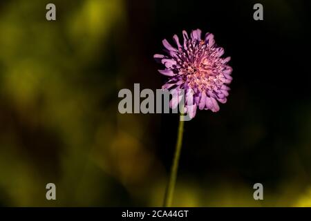 Field scabious - Knautia arvensis. Rose Cottage Garden. Stock Photo