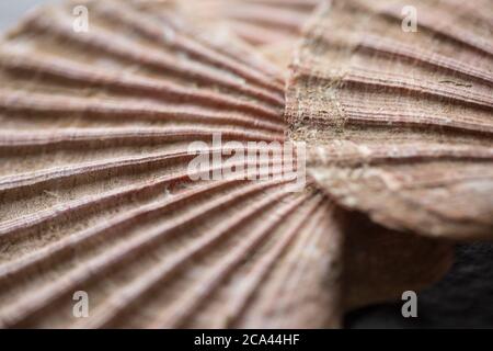 Examples of the shells of king scallops, Pecten maximus, photographed on a dark slate background. Dorset England UK GB Stock Photo