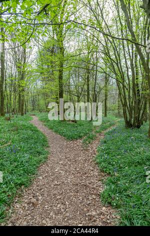 A Forked Pathway through a Bluebell Wood in Sussex Stock Photo