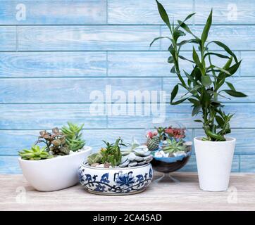 Beautiful terrariums on the blue background Stock Photo