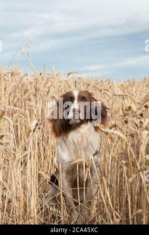 English Springer Spaniel in field of Wheat Stock Photo