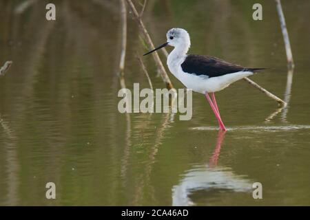 Black-winged stilt (Himantopus himantopus) feeding by water. The black-winged stilt is a widely distributed very long-legged wader in the avocet and s Stock Photo
