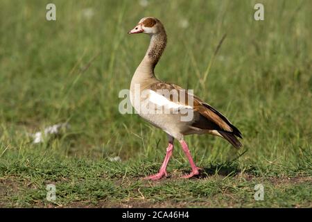 Egyptian Goose (Alopochen aegyptiaca). The Egyptian Goose is a member of the duck, goose, and swan family Anatidae. It is native to Africa south of th Stock Photo