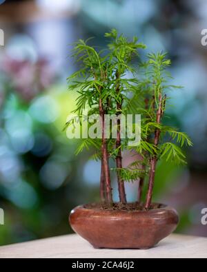 Bamboo Bonsai Tree with bokeh background Stock Photo