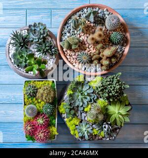Beautiful terrariums side by side on the blue background Stock Photo