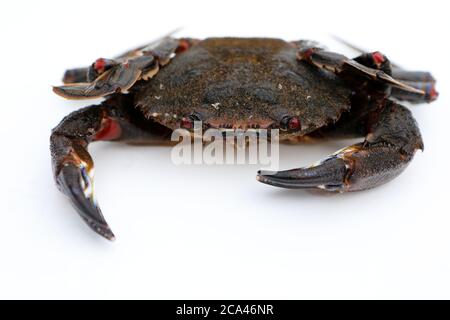 Velvet swimming crab on a white background Stock Photo