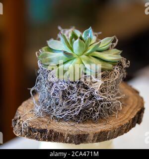 Small succulent on the wooden plate Stock Photo