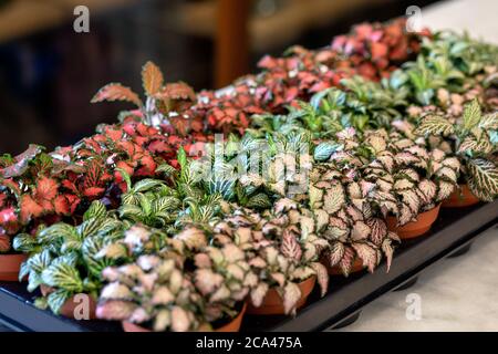 Painted-leaf begonia, Begonia rex Stock Photo