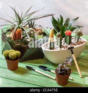Terrarium, Moon Cactus, Succulent, mini shovels on the green table Stock Photo
