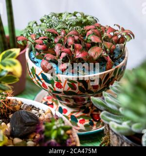 Terrarium, painted succulents on the green table Stock Photo